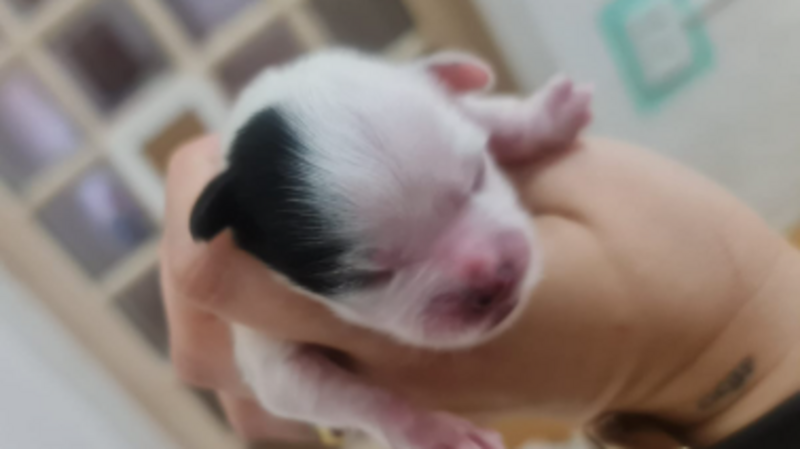 Ajuda para filhote da Sky