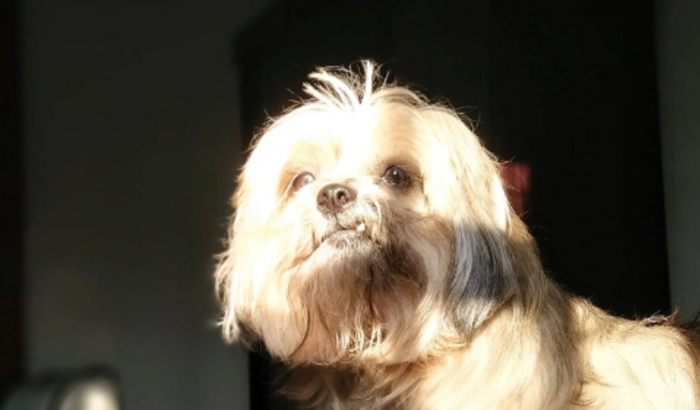 Cirurgia Hérnia de Disco Thor