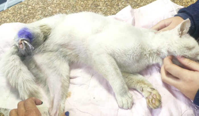 Amputação do gatinho GUERREIRO