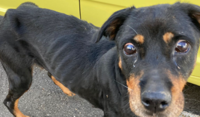 Ajuda para primeiros socorros de uma Rottweiler