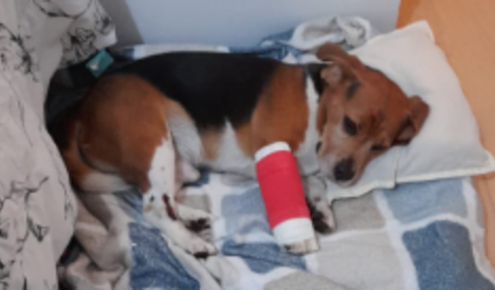 Ajuda para cirurgia na patinha do Axl 