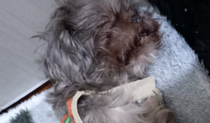 Ajudem a salvar o Marley