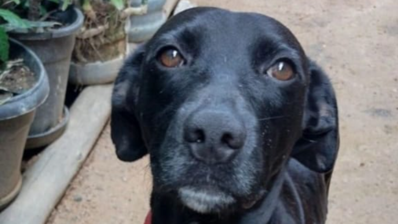 AJUDE CERLI EM TUBARÃO 