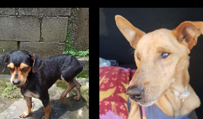 Ajuda nas despesas do Hulk e do Alex Caramelo Lindão