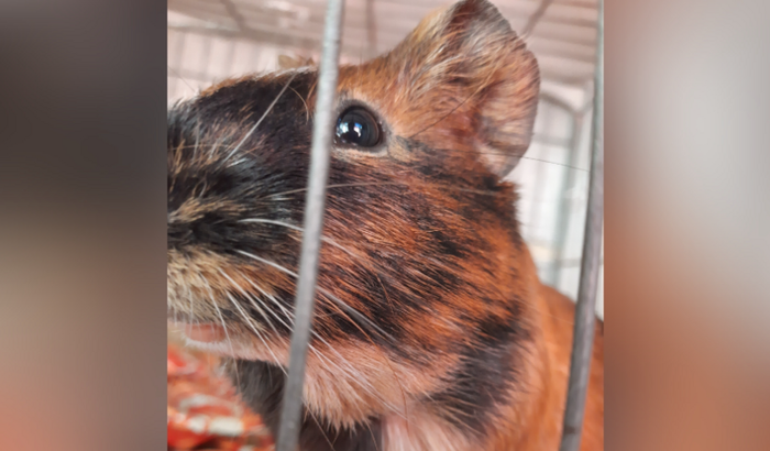 Ajuda para pagar veterinário para o Suga
