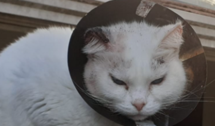 Ajuda para o tratamento de Câncer de pele da gatinha Myah