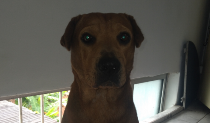 Ajudar castrar uma bebezona da rua 
