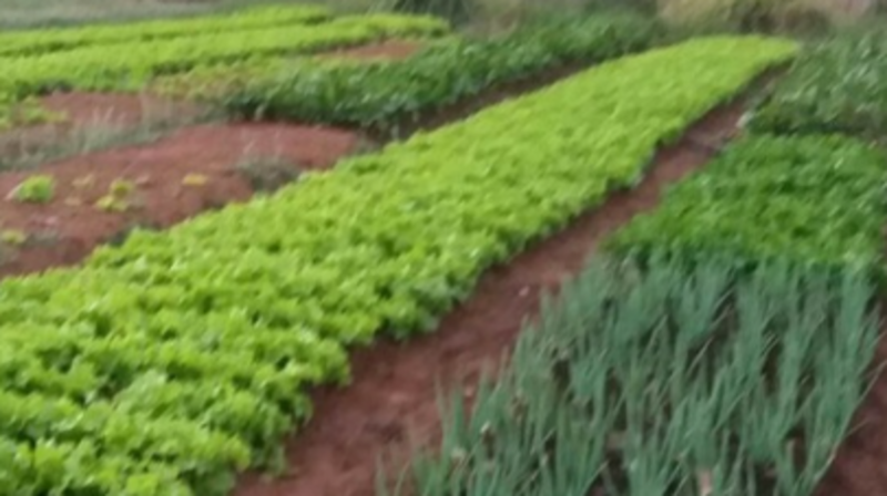 imagem da vaquinha Eu quero começa  a mexer com hortaliças orgânicas para poder ajudar da um sustento melhor pq o que eu ganho não tá dando