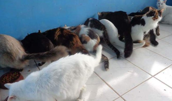 Vamos salvar estes animais