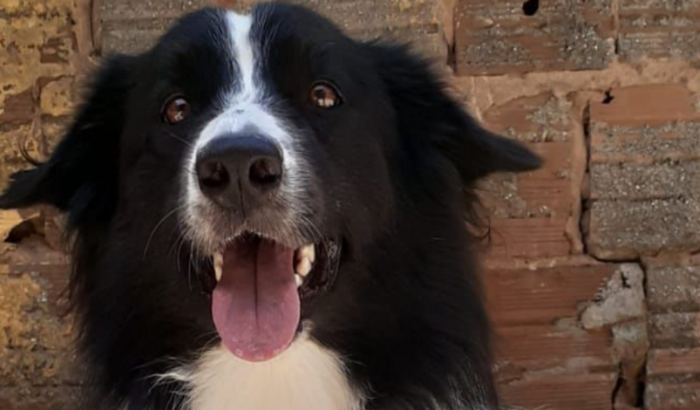 Ajude na cirurgia da Luna 🐩