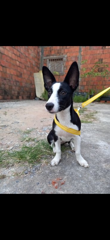 Ajude a Alexa a voltar a andar