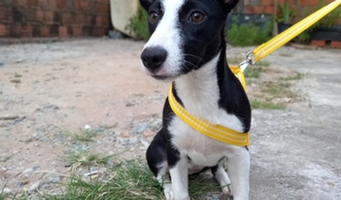 Ajude a Alexa a voltar a andar