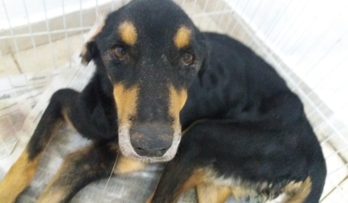 AJUDE NAS DESPESAS DO ABRIGO DA BORIKA (Abril)