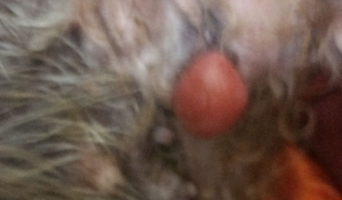 Para operar um caroço que saiu na vagina da minha cachorrinha que eu estou sem condições