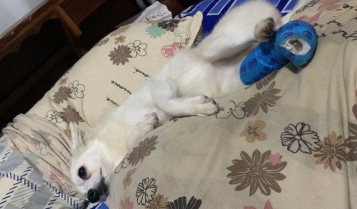 Ajuda para cirurgia da Frozen