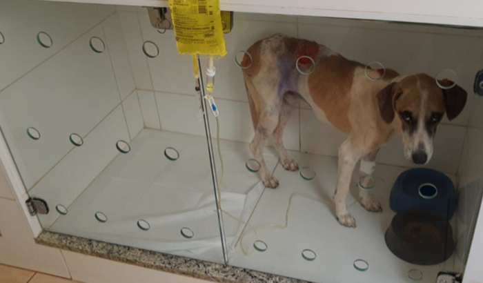 Tratamento do Vitorio