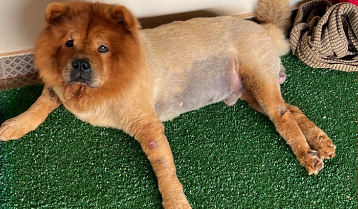 Cirurgia do Simba