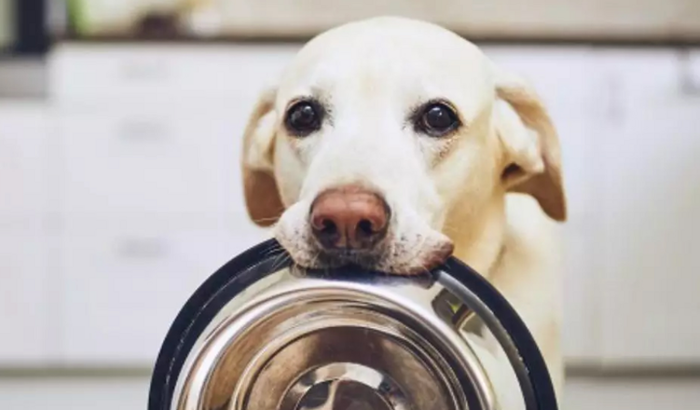 Alimente nossos animais resgatados