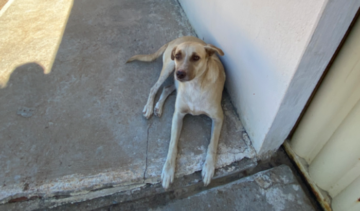 Ajude a cachorrinha judite 
