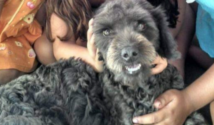 Ajude meu Dono - Piometra da Maia