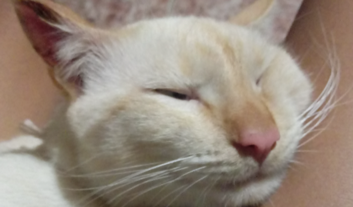 ajude meu gatinho(mingau) ele está com infecção de urina e um inchaço na orelha desconhecido:(