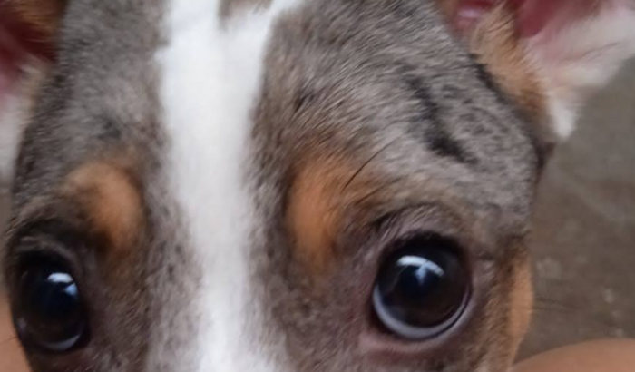 Me ajuda a levar minha cachorra Jade para casa