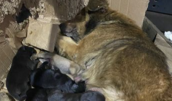 Doações para a Caramelo