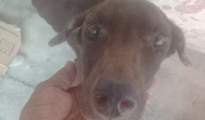 Ajuda urgente para salvar a cadelinha Jade