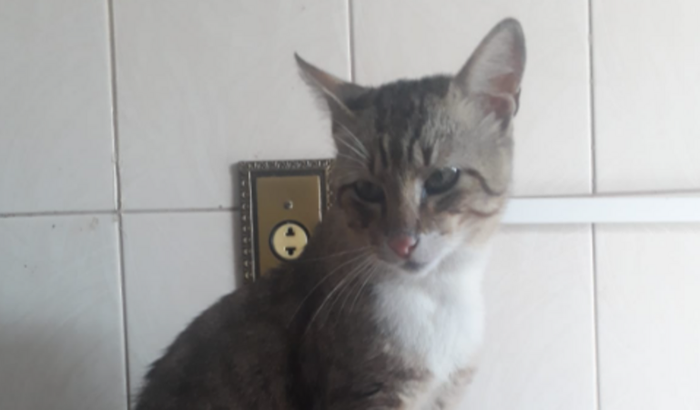 Ajude o Gatinho Liu