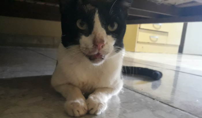 Ajude o procedimento de Tom