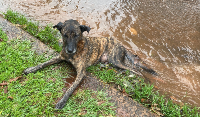 Cirurgia para salvar um cachorro de rua ( Tigre)