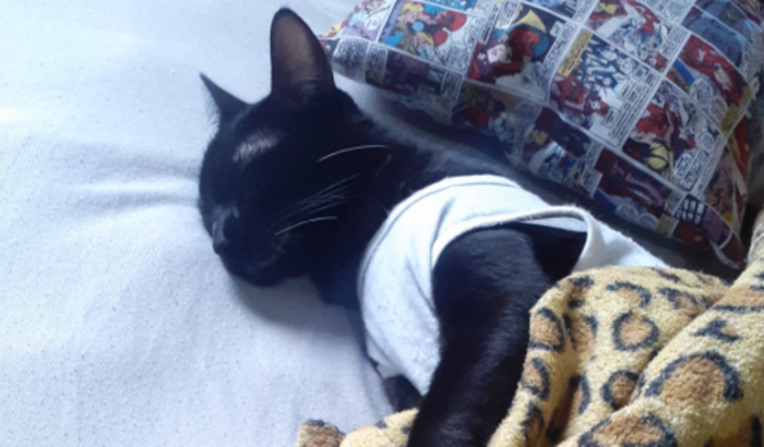 Ajudar a Morgana com a cirurgia de cálculo renal!