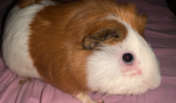 Problema dentário Estrela - Porquinha da Índia