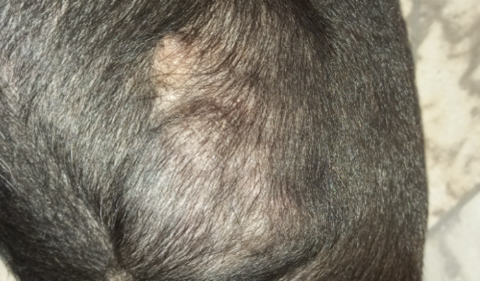 Ajude a Pretinha na retirada do tumor mamário