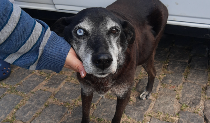 Cachorrinha Rebeca precisa da nossa ajuda