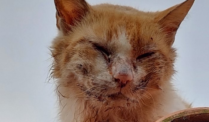 AJUDE O GATINHO FRANCISCO