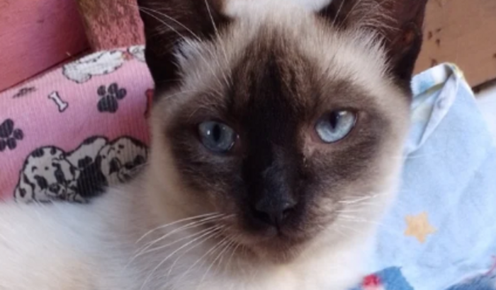 Ajuda para castração do Scar 🐱🐾🐱