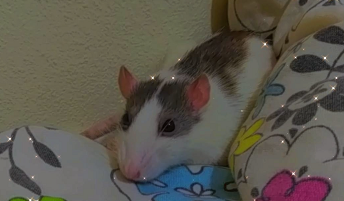 Amputação da patinha da Nami