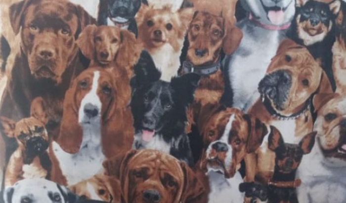 Castrações do abrigo Pet & Protege