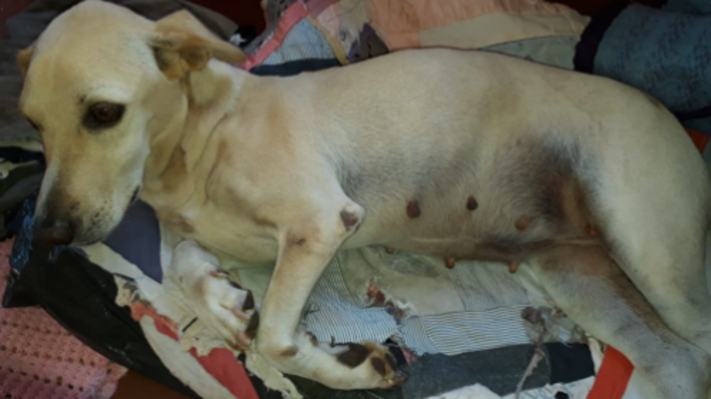 Cadela atropelada precisa de cirurgia