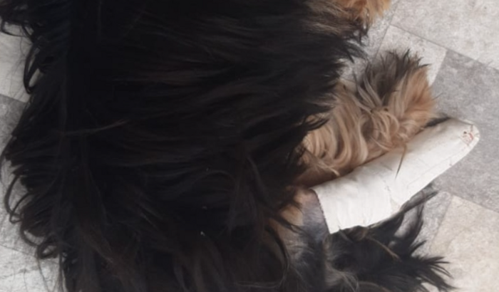 Cirurgia do meu dog