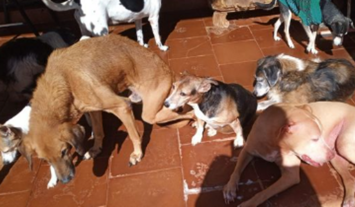 Vaquinha para ajudar nas despesas dos animaizinhos 