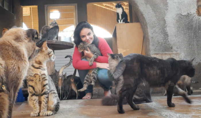  Alimente 48 Gatinhos e 10 Cães Resgatados Até o Fim do Ano
