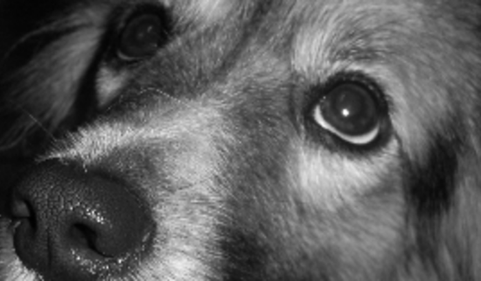 Eutanásia - Dana, um fim digno para minha cachorrinha