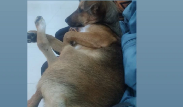Cirurgia do Scott 🐶