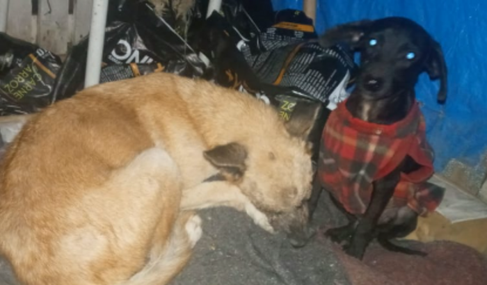 Ação para caes e gatos resgatados