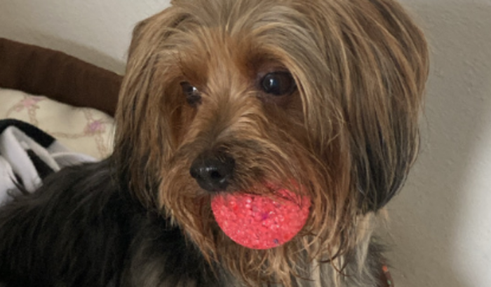 Tratamento do Snoopy