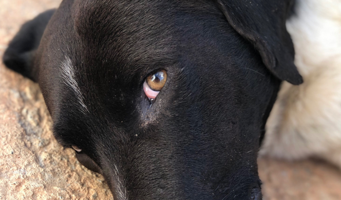 Cirurgia do Azulão 💙