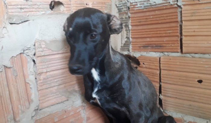 Ajude a moana não ser sacrificada