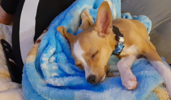 Ajude o Sushi em sua recuperação!